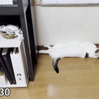 室内にいる猫