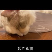 床に顔をつけて寝ている猫