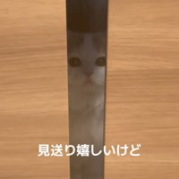 動かない猫