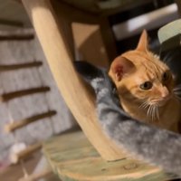 しっぽで誘う猫さん