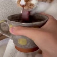 マグカップを持ち続ける飼い主