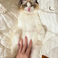 お腹をなでられ目を細める猫