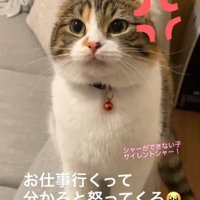 怒り顔の猫