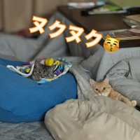 あたたまる2匹の猫