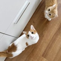 見上げる2匹の猫