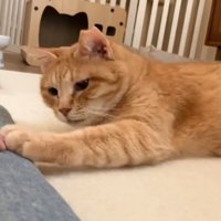 人の手に前足を乗せる猫
