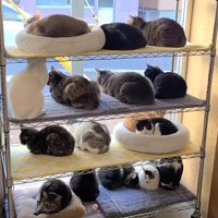 ラックを埋め尽くすように座る猫たち