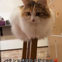 余裕の表情の猫