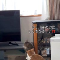 喧嘩して雄猫に追いかけられる雌猫