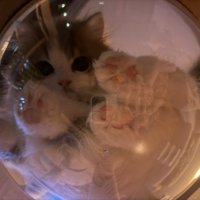 透明ボウルに入る猫