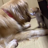 犬に飛びつこうとする子猫