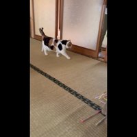 扉の前を歩く姿