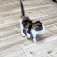 部屋の中を歩き回る子猫