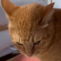 八つ当たりする猫