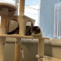 キャットタワーから下を見ている猫