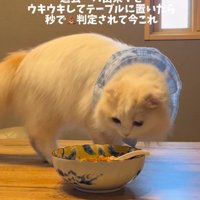 カレーの匂いを嗅ぐ猫