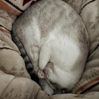 丸まって眠る猫