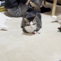 真ん中で香箱座りして満足げな猫と隣でひっくり返ってくつろぐ2匹の猫