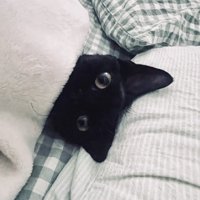 目覚めた飼い主を布団の中から見つめる猫