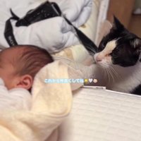 赤ちゃんに優しく触る猫