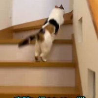 家の階段をかけのぼるミケ猫