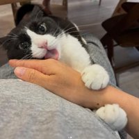 手を舐める猫
