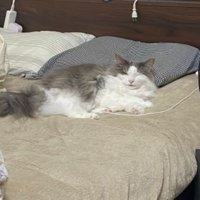 室内にいる猫