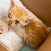 箱の中で鳴いている子猫