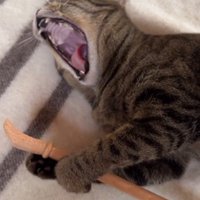 横になって孫の手を持っている猫