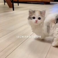 フローリングの床にいるマンチカンの子猫