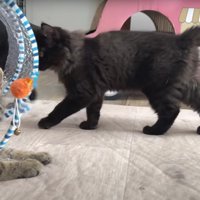 遊んでいる子猫たち