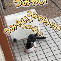 ごはんを食べる子猫