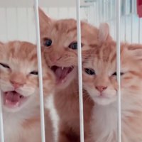ぎゅうぎゅうの子猫たち
