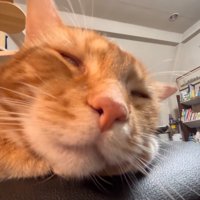 白目の猫