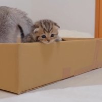 箱を乗り越えようとする子猫