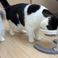 ごはんを食べる3匹の猫