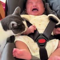 泣いている赤ちゃんと猫