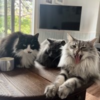 テレビの前の3匹の猫