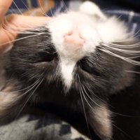目を閉じるチコちゃん