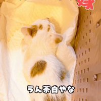 カゴの中の子猫