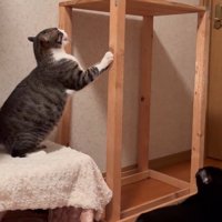 けんか中の2匹と横を通る黒猫