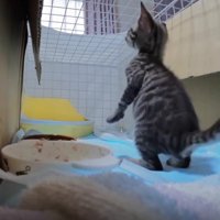 ケージの中の猫