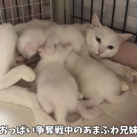 テロップ「おっぱい争奪戦中の～」