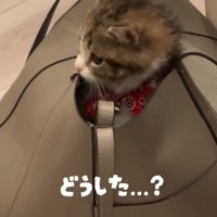 横向きの猫