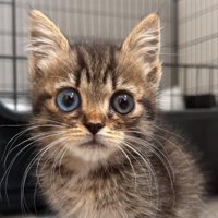 子猫の顔