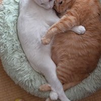 くっついている2匹の猫
