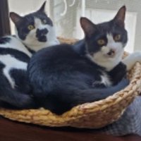 寝ている猫たち