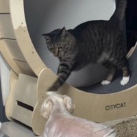 猫パンチする猫