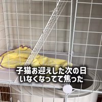 ケージの二階にある黄色いタオル