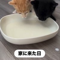 並んでミルクを飲んでいる子猫